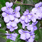 African Violet Flower